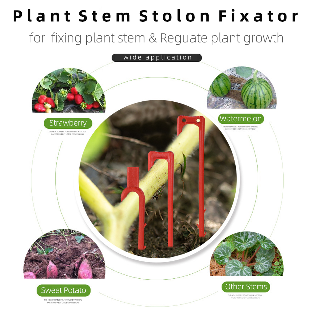 20-50 Pcs Strawberry Tanam Gar - Vine Climbing Plastic ulasan dan harga